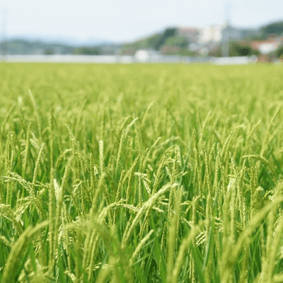 李白のこだわり